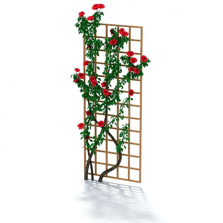 植物42