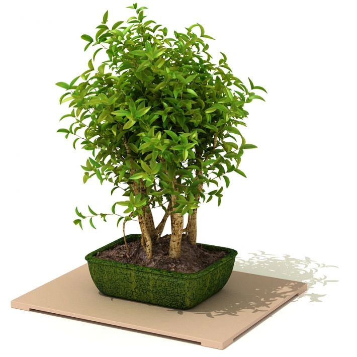 植物盆栽绿植91