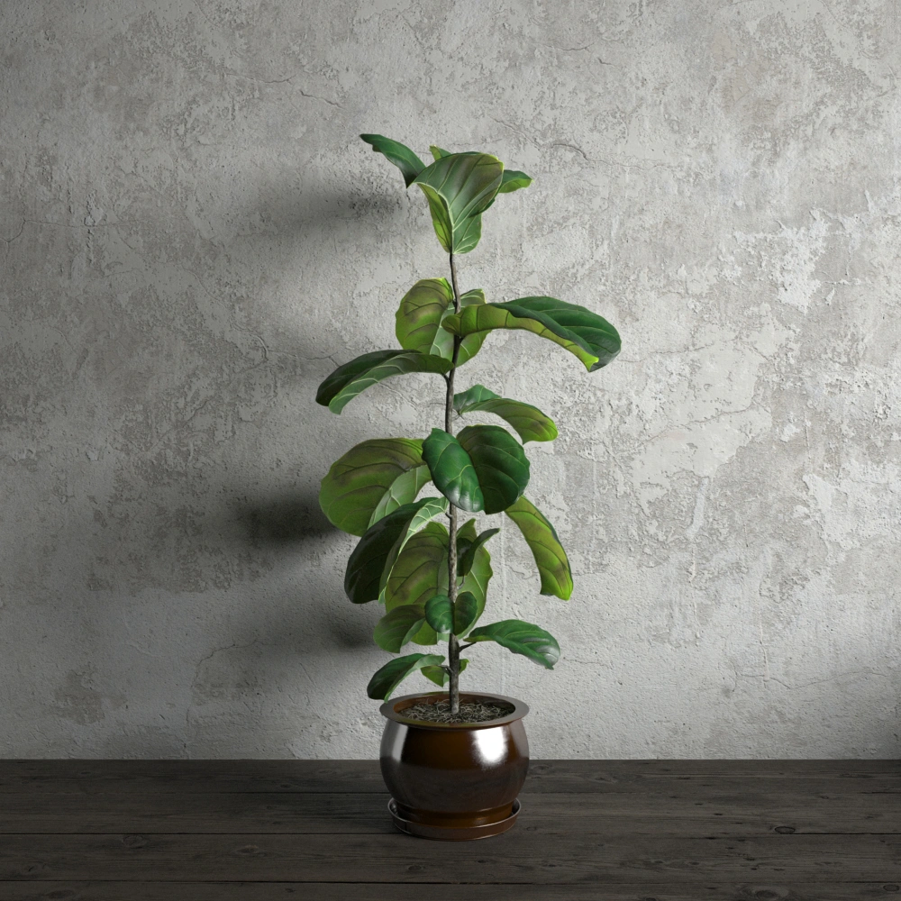 盆栽绿植植物6