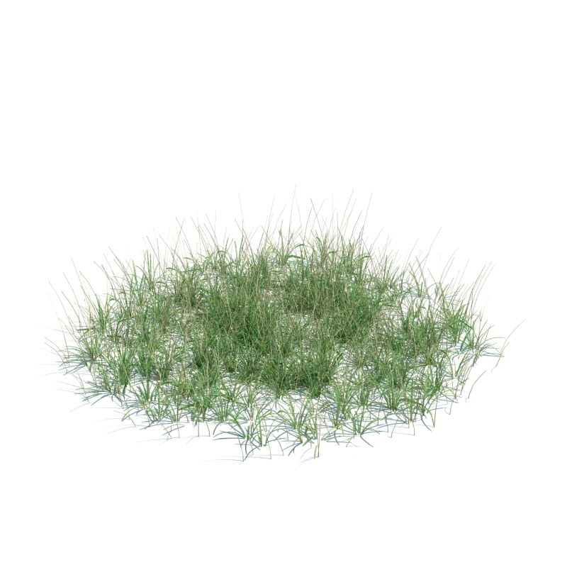 草地小型植物134
