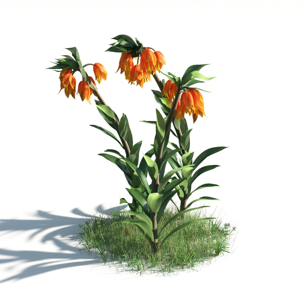 3D橙色郁金香植物模型