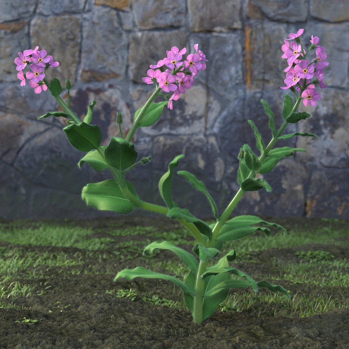 紫色花朵的3D模型