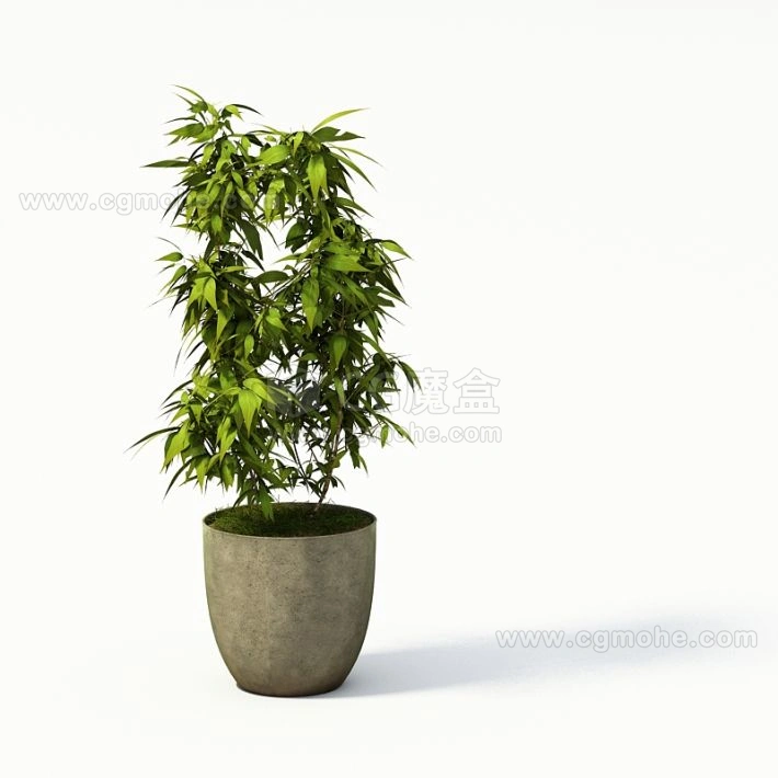 植物盆栽绿植5