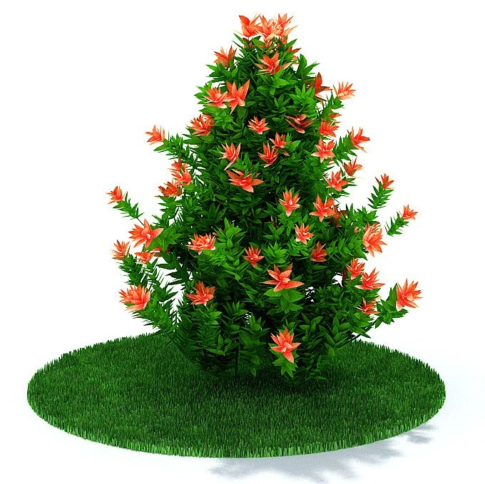 植物27