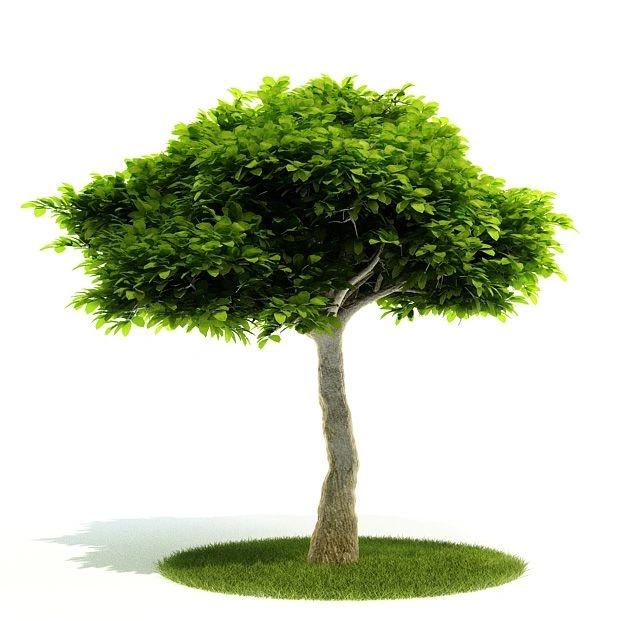 植物绿植树木85