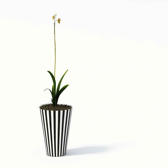 植物盆栽绿植花卉4