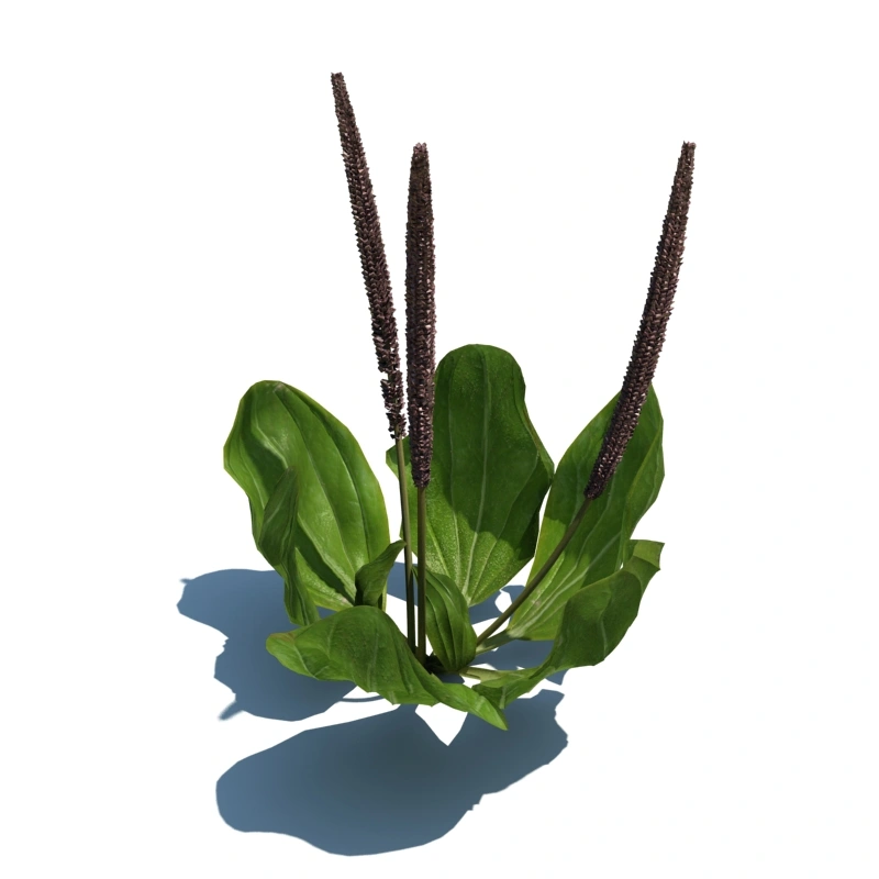 草地小型植物24