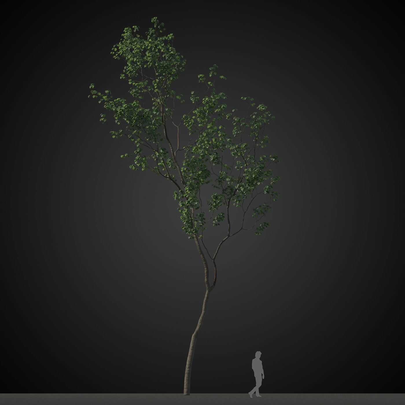 树木绿色植物3D模型