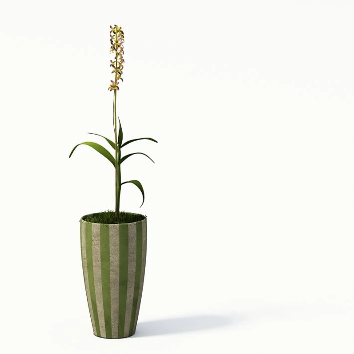 植物盆栽绿植花卉3