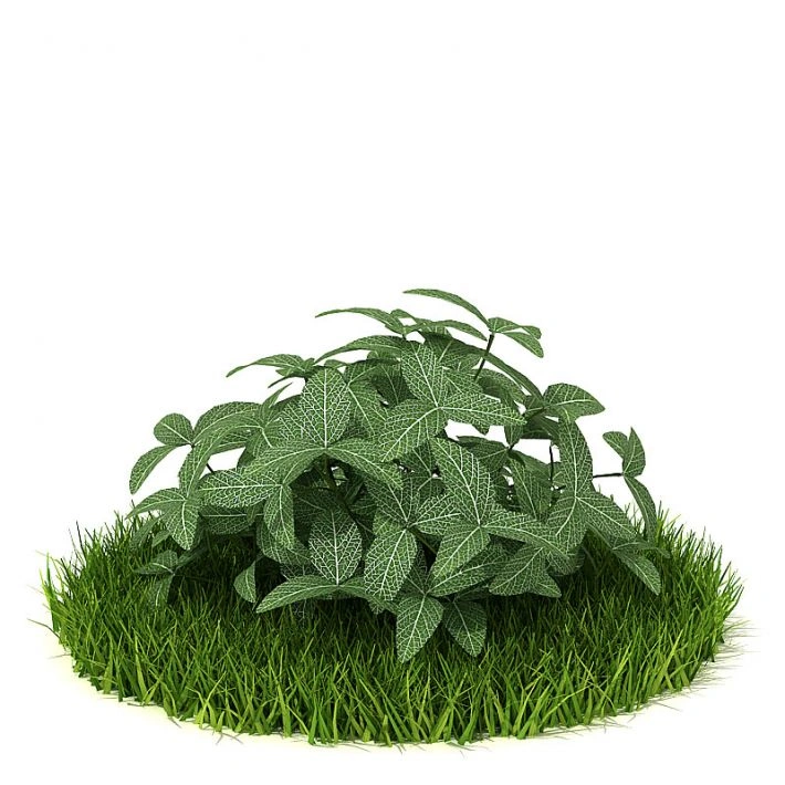 植物绿植树木55
