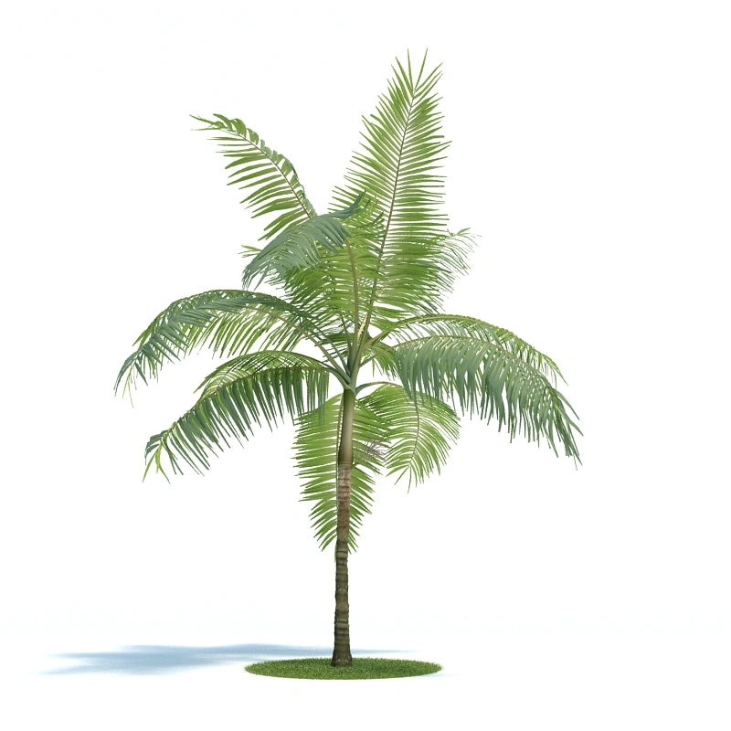 植物绿植树木231