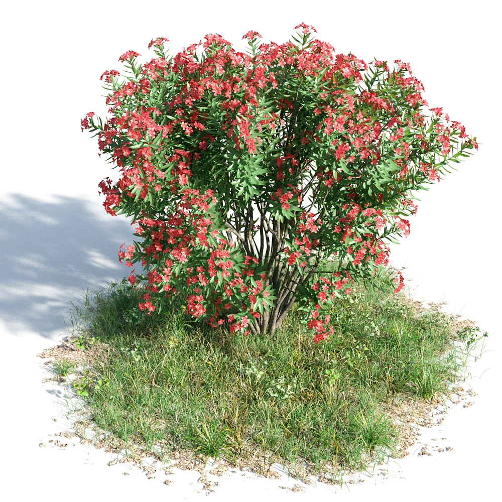 3D红色花朵灌木模型