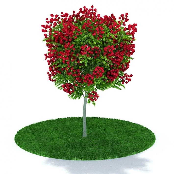 植物5
