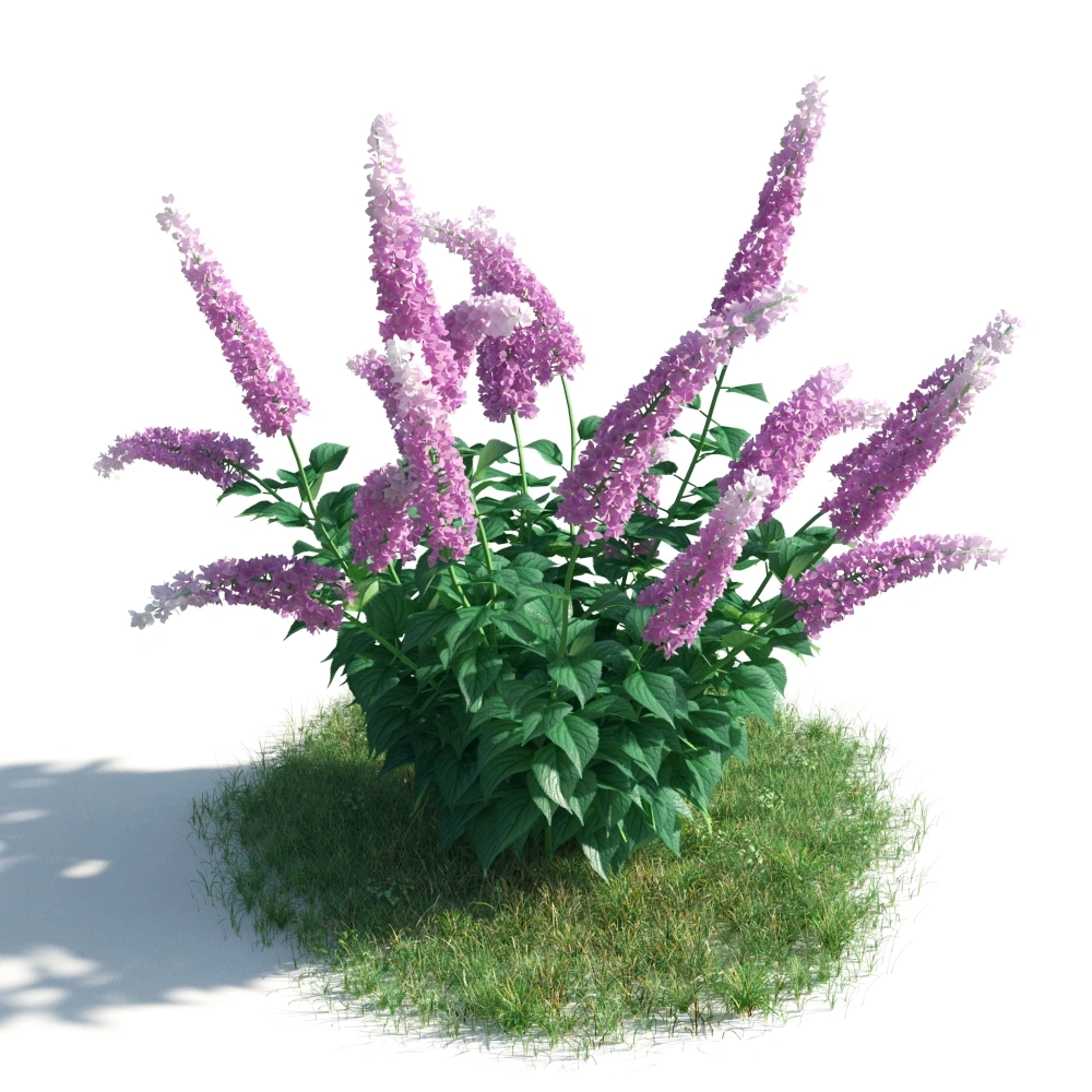 紫色丁香花丛3D模型