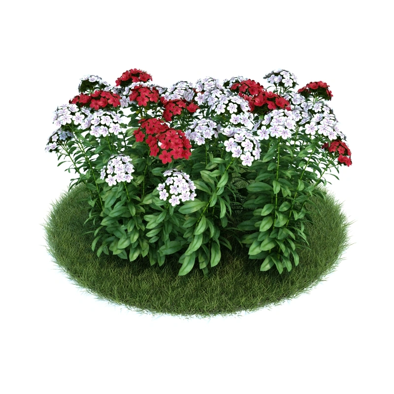 花园植物绿植花卉19
