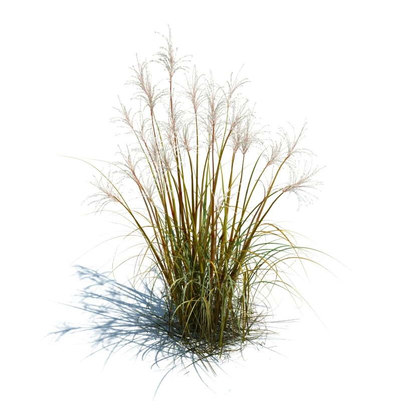 草地小型植物199