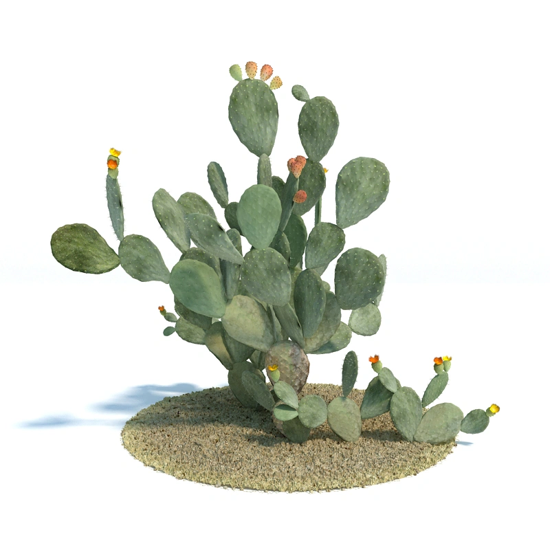 仙人掌植物绿植树木