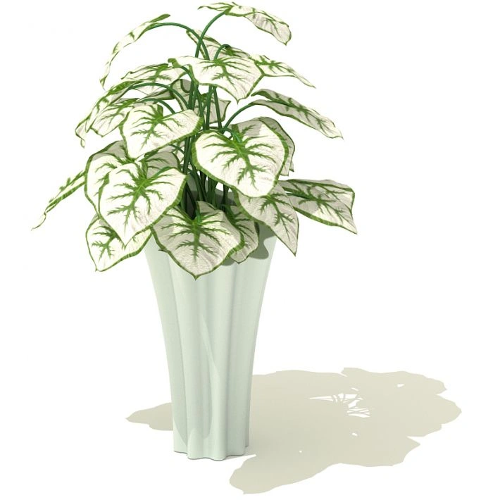 植物盆栽绿植104