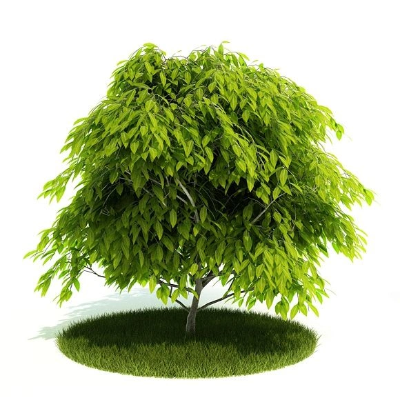 植物绿植树木90