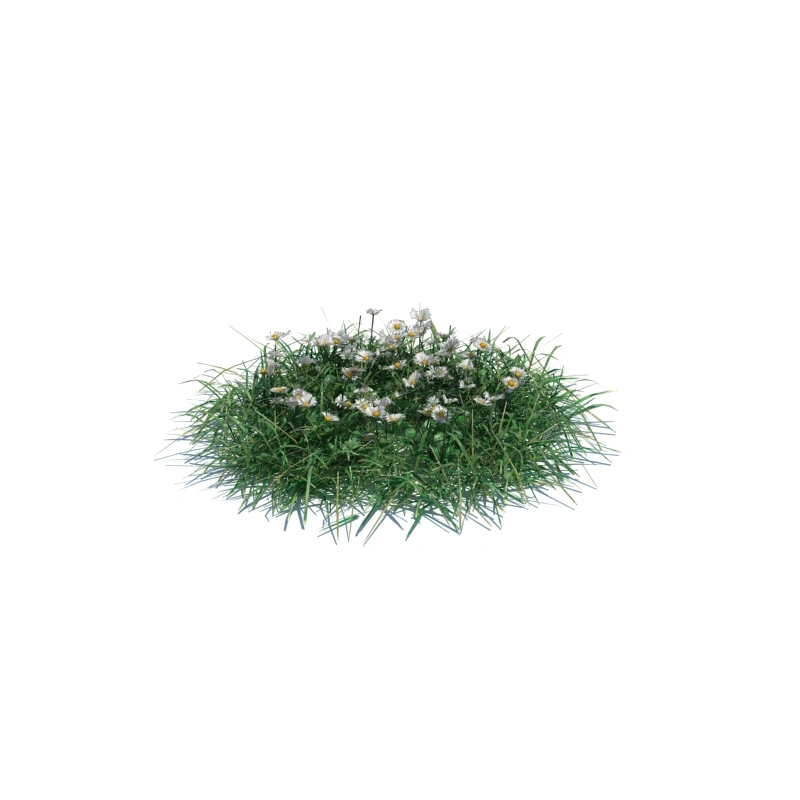 草地小型植物148