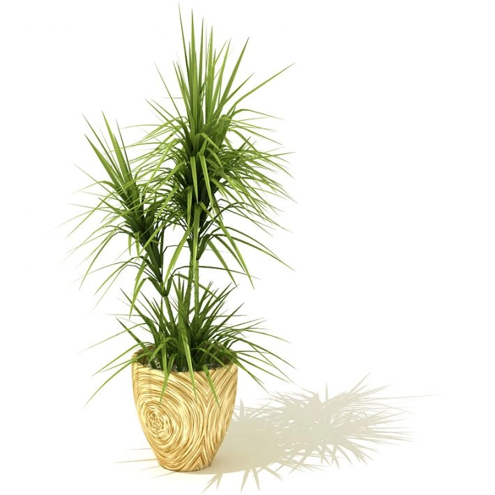植物盆栽绿植96