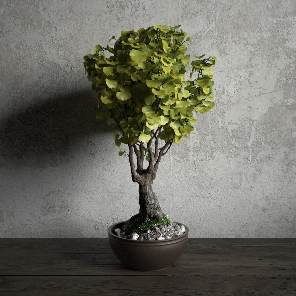 盆栽绿植植物15