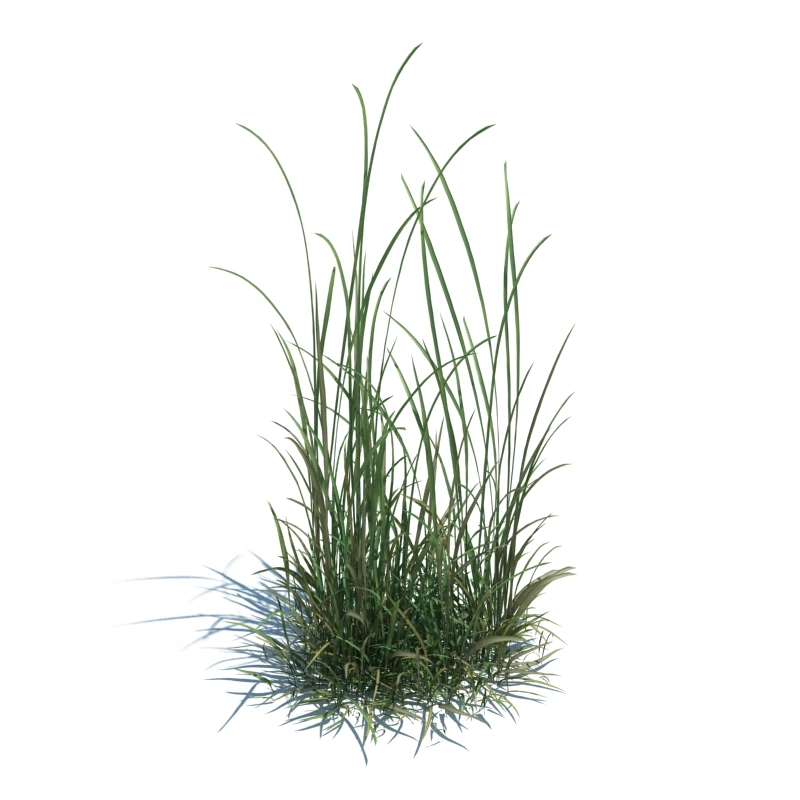 草地小型植物17