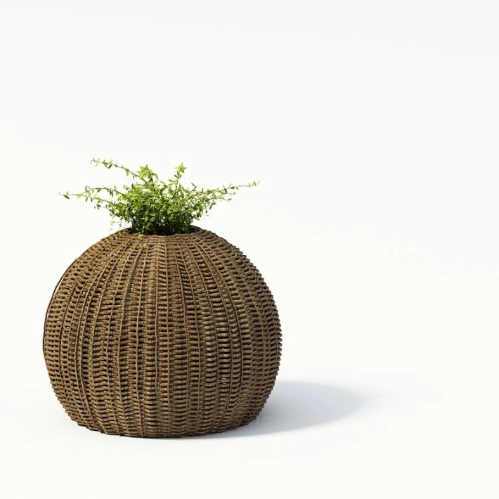 植物盆栽绿植51