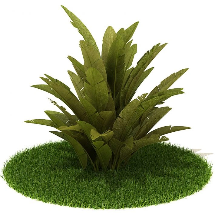 植物绿植树木31