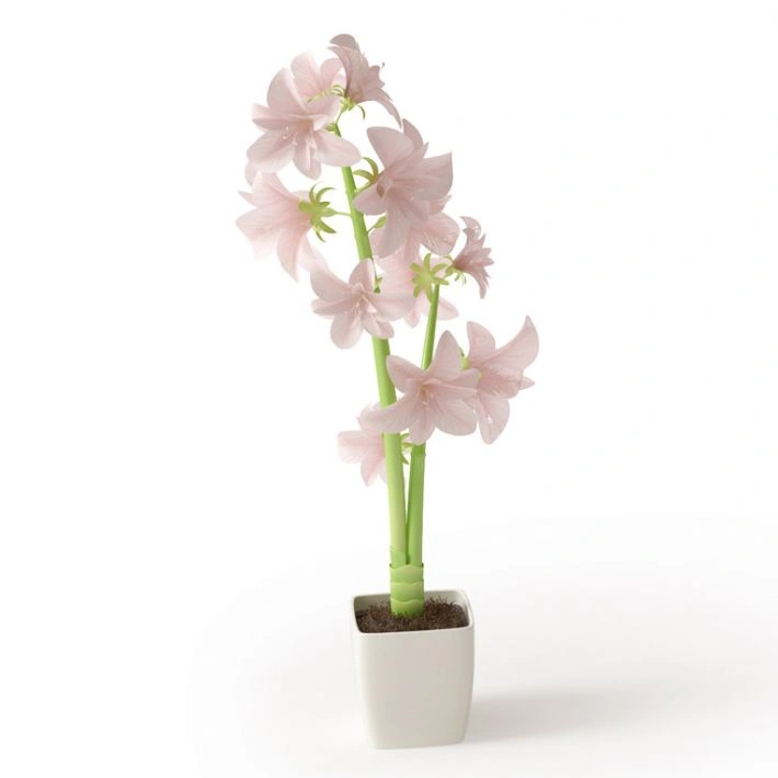 植物绿植盆栽花卉8