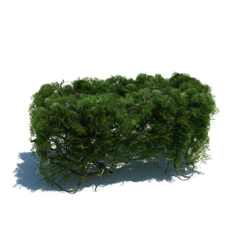 树篱植物10