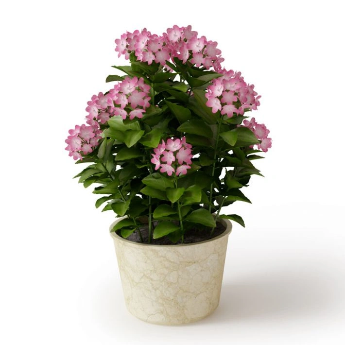 植物绿植盆栽花卉1