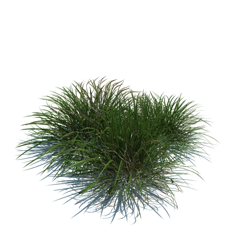 草地小型植物79