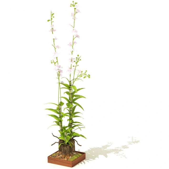 植物盆栽绿植100