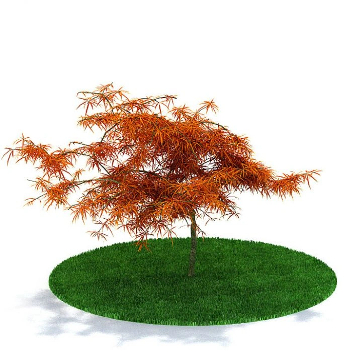 植物20