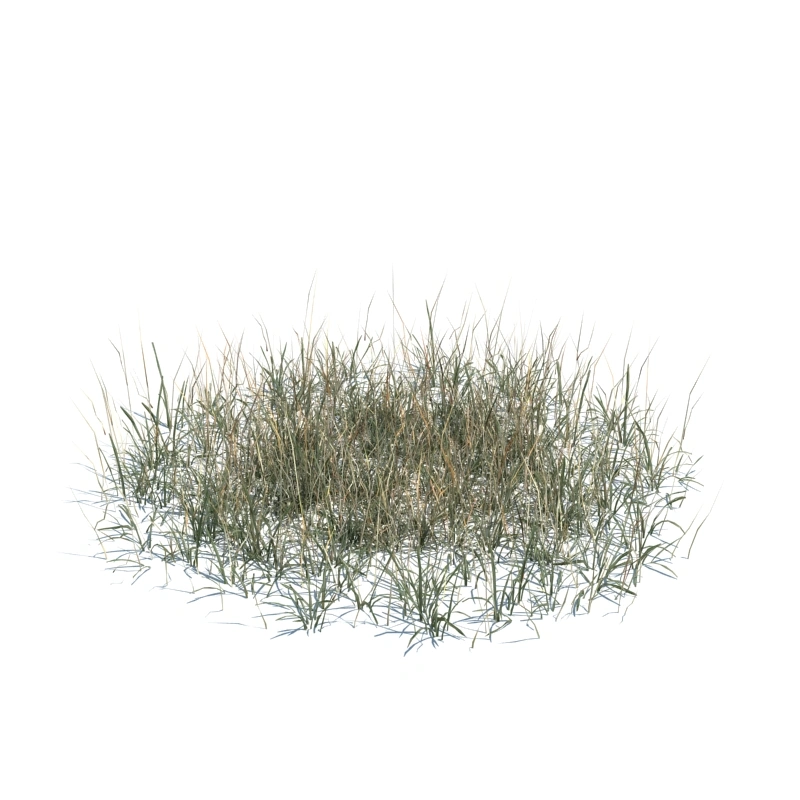草地小型植物137