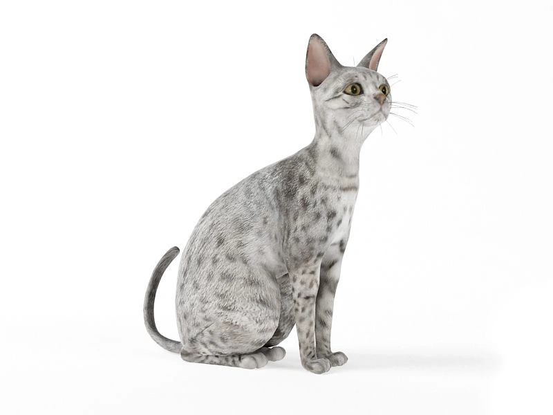银色斑点猫坐姿3D模型