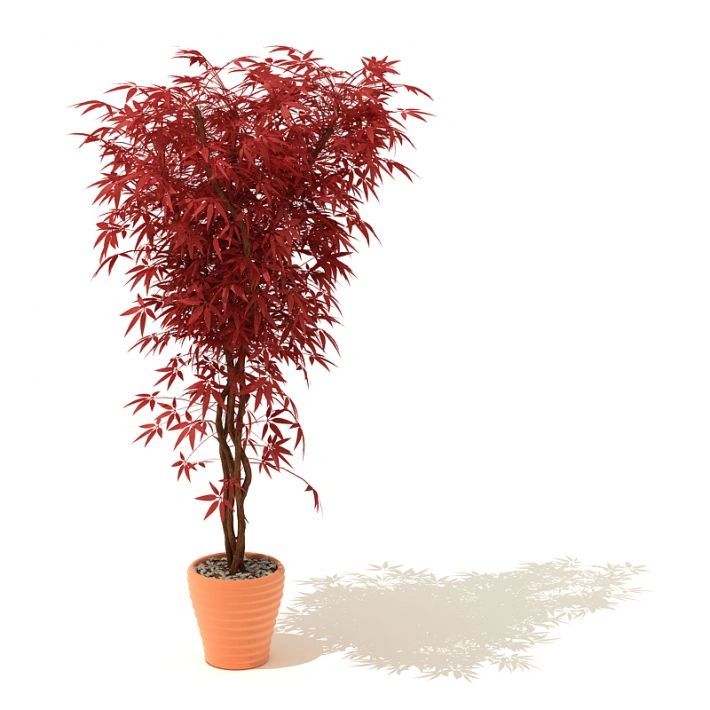 植物盆栽绿植63