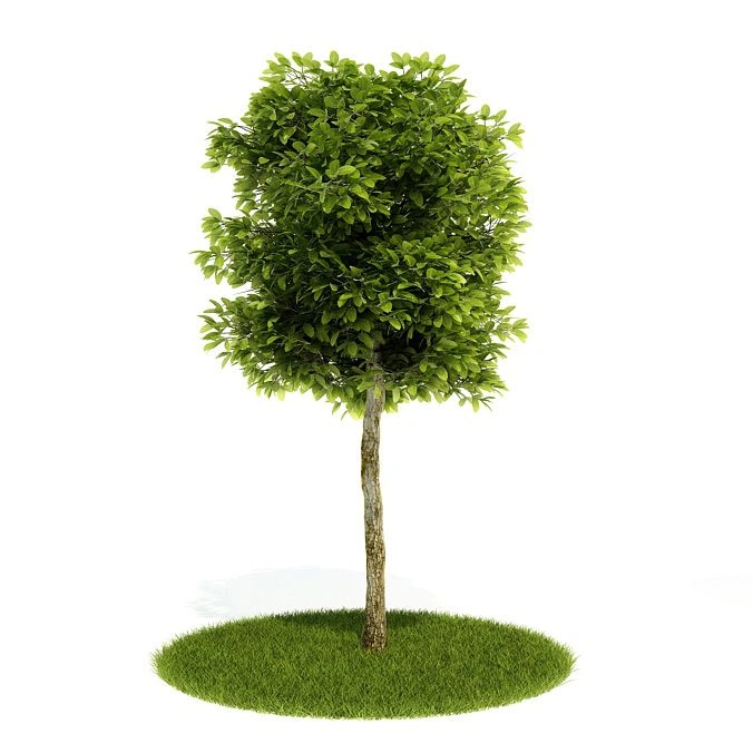 植物绿植树木120