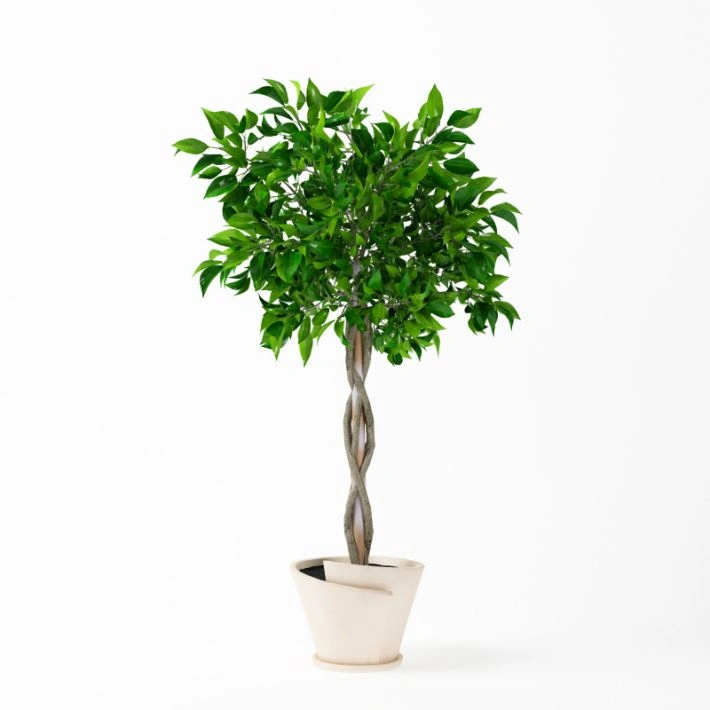 植物绿植盆栽101