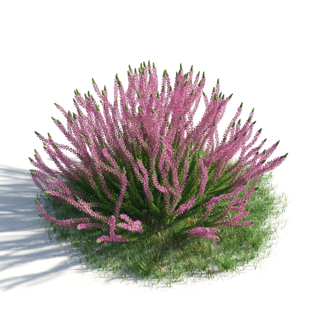 紫色细叶灌木3D模型