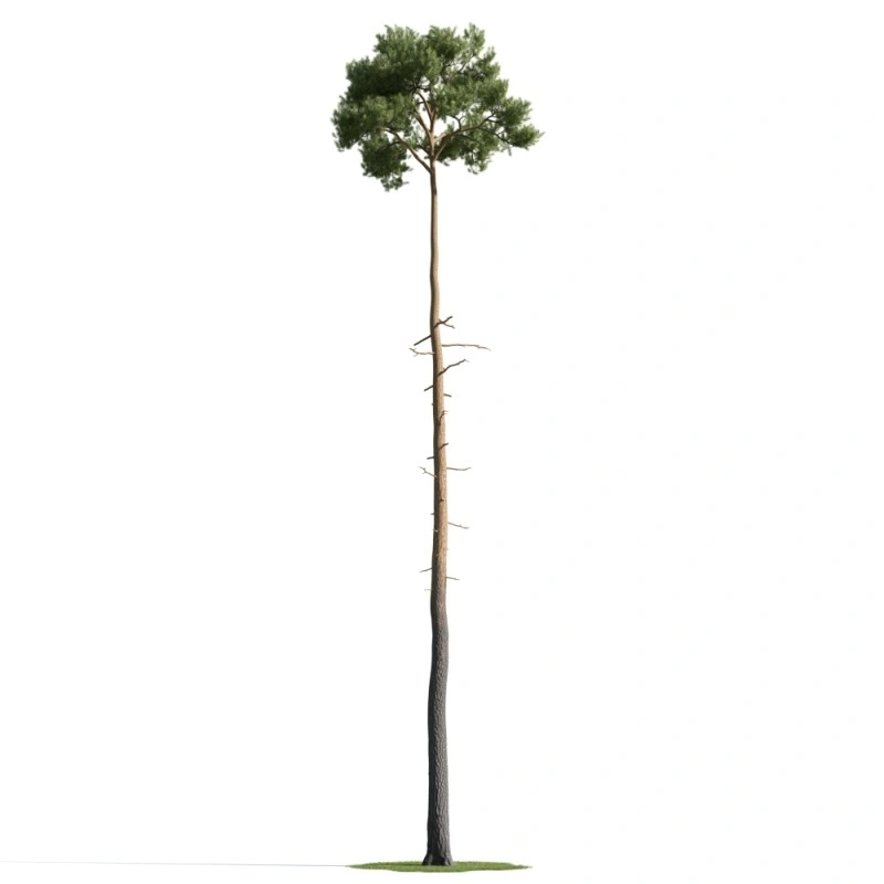 树木植物96