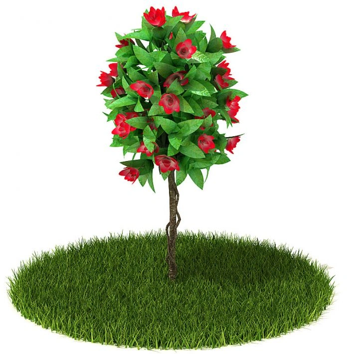 植物绿植花卉1