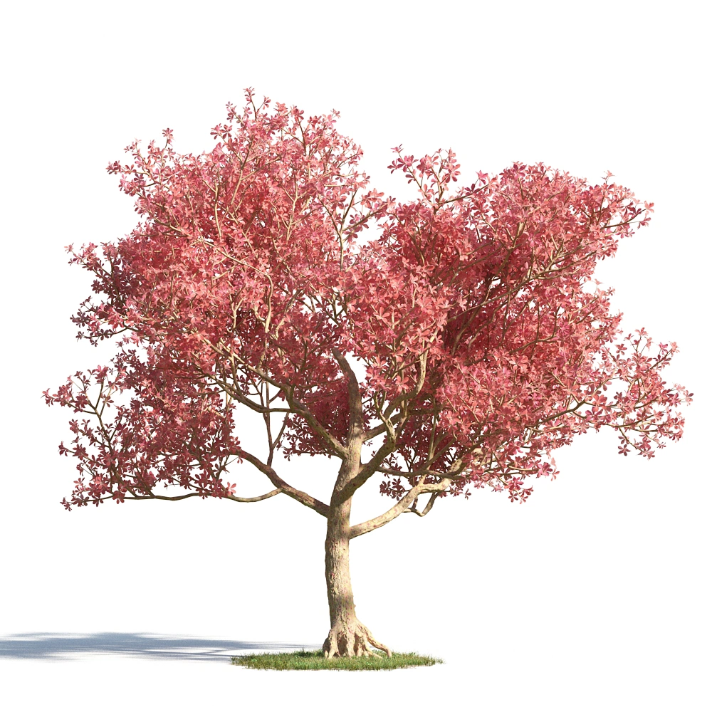 3D粉红色树模型