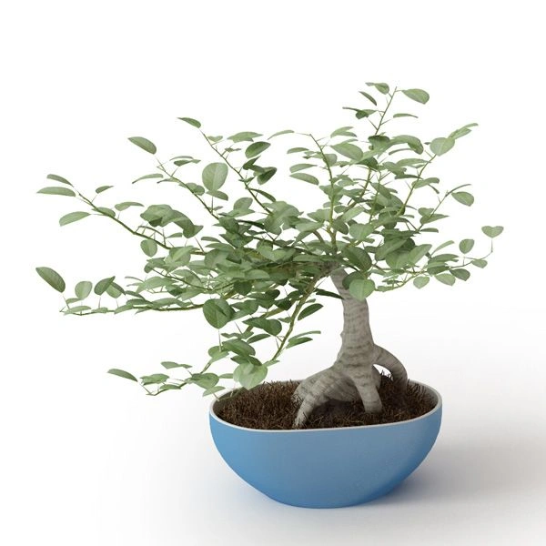 植物绿植盆栽33
