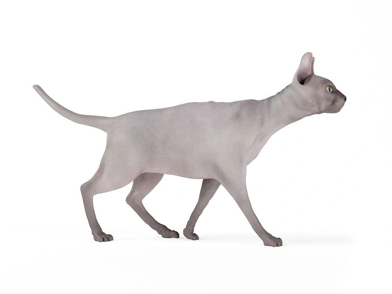 灰色无毛猫3D模型素材