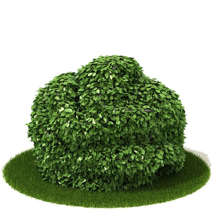 植物绿植树木18
