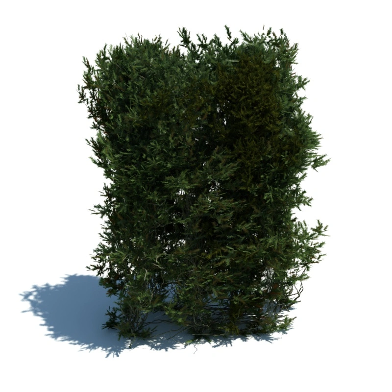 树篱植物12