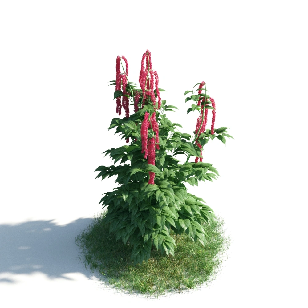 3D红色穗状花植物模型