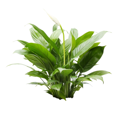 植物